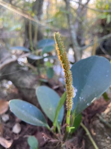 Baby Rubber Plant Bonsai