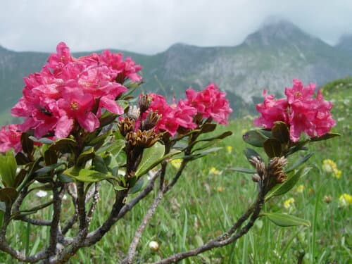 Rusty-leaved Alpenrose