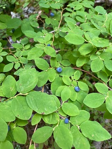 Oval-leaf Blueberry