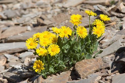 Large-leaved leopard's bane