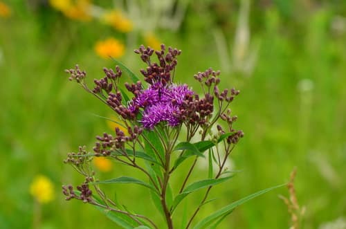 Smooth Ironweed