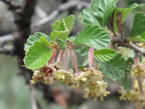 Alderleaf Mountain Mahogany