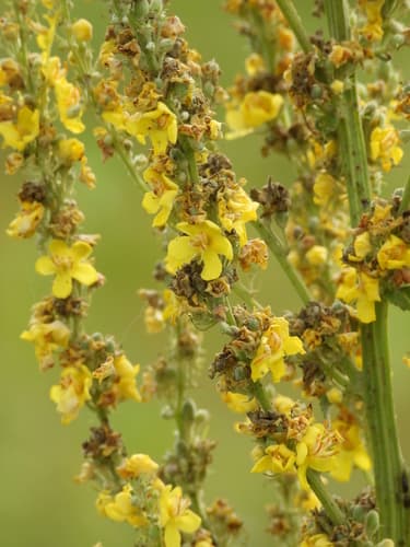 White Mullein Plant (Not a Bonsai)