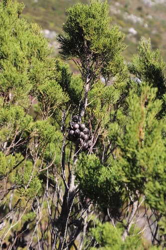 Mountain Cypress Bonsai