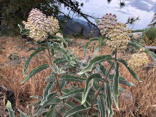 Woollypod Milkweed