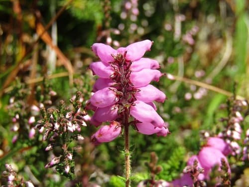 Dorset Heath
