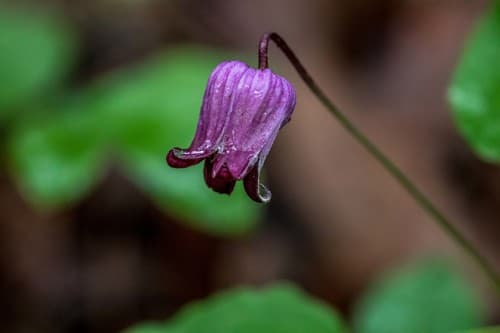 Pitcher's leatherflower