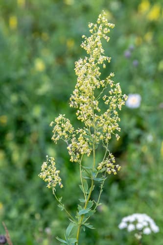 Small Meadow-rue