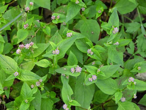 Nepal Persicaria