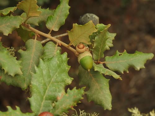 Portuguese Oak Bonsai
