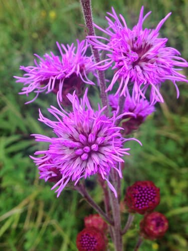 Rocky Mountain Blazing Star