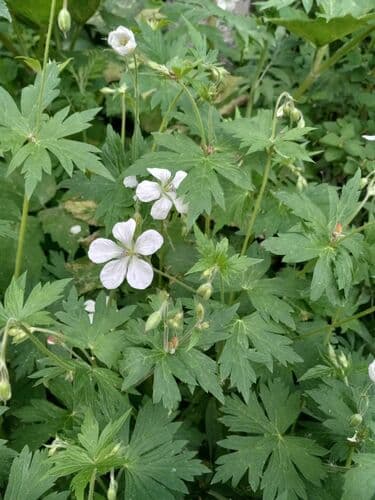 Richardson's Geranium