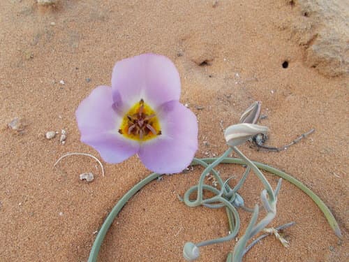 Winding Mariposa Lily