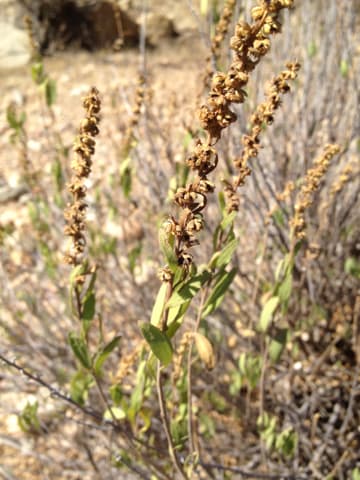 San Diego marsh-elder