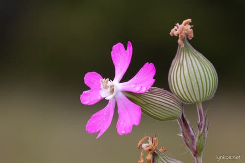 Sand Catchfly