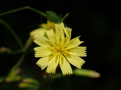 Ixeridium laevigatum Flower