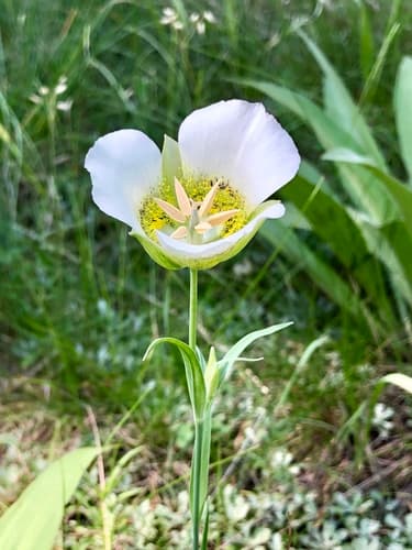 Gunnison's Mariposa Lily