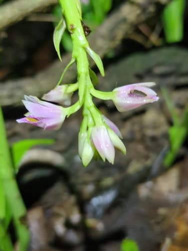 Shepherd's Crook Orchid