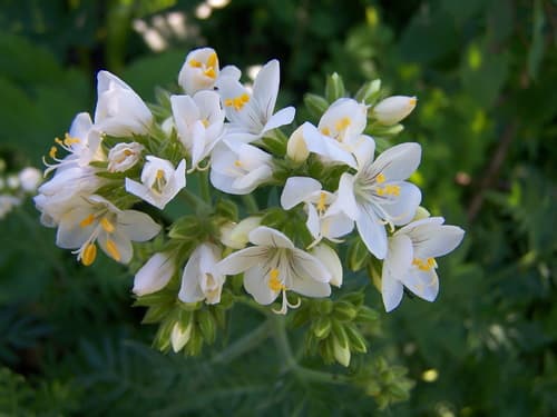 Leafy Jacob's Ladder