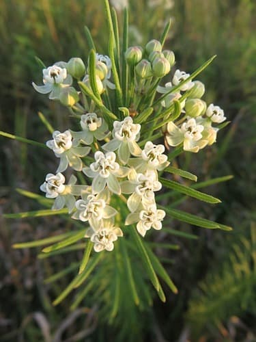 Whorled Milkweed