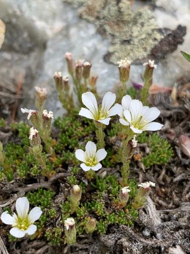 Alpine Sandwort Bonsai