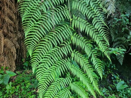 Diamondleaf Fern
