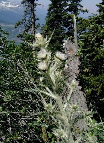 Hooker's Thistle