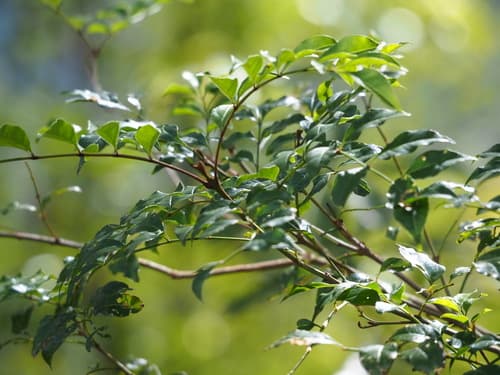 Evergreen tropical ash