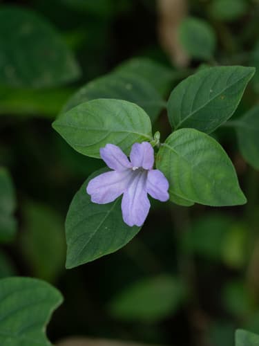 Prostrate Wild Petunia Bonsai