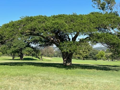 Paperbark Thorn Bonsai