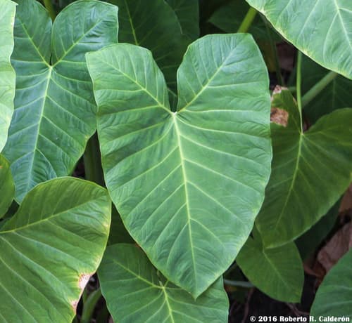 Arrowleaf Elephant's Ear