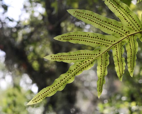 Golden Polypody Bonsai