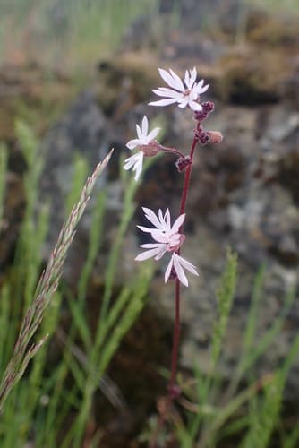 Bulbous woodland star