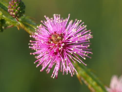 Giant False Sensitive Plant Flower