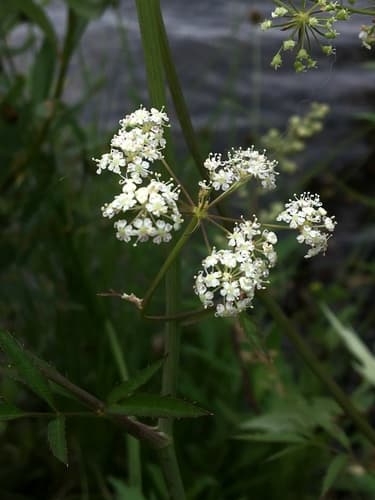 Western Water Hemlock