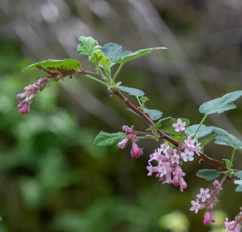 Chaparral Currant Bonsai