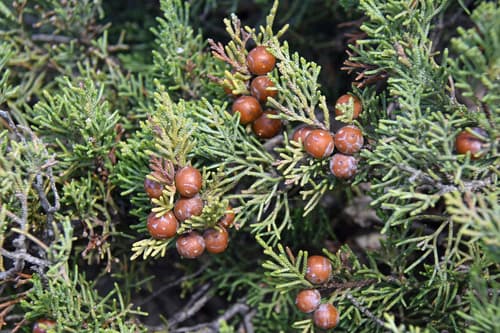 Mediterranean juniper