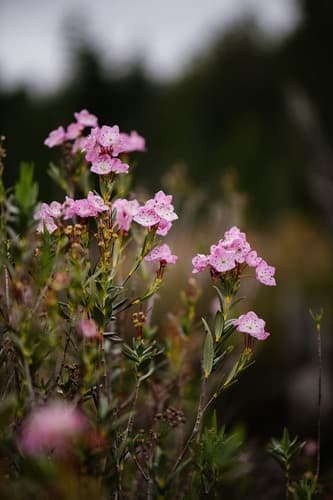 Western Bog Laurel Bonsai