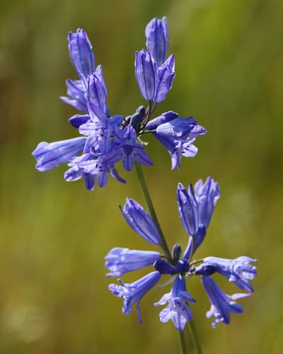 large-flowered triteleia