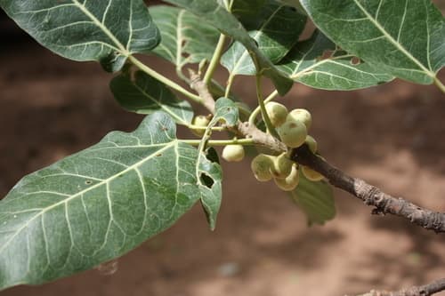 Red-leaved Fig Bonsai
