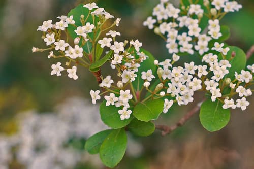 Walter's Viburnum Bonsai