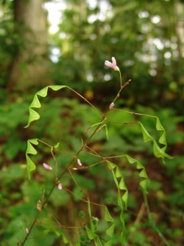 Naked-flowered Tick-trefoil Bonsai