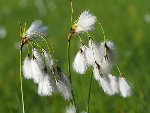 Broad-leaved Cottongrass
