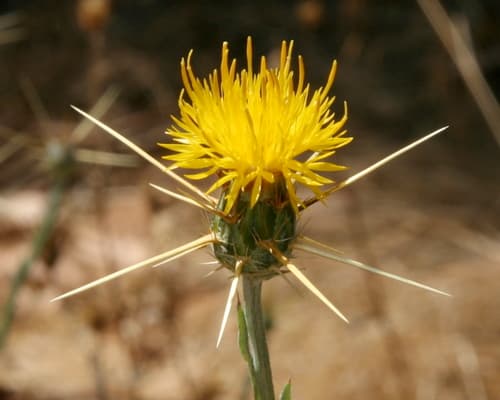 Yellow Star-Thistle Bonsai