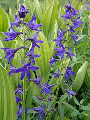 Subalpine Larkspur Bonsai