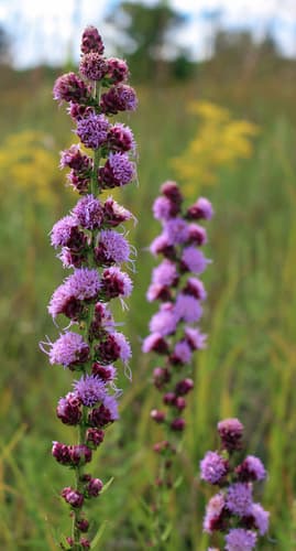 rough blazing star