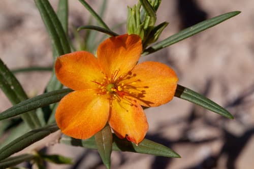 Orange Flameflower