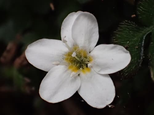 Pinnate Ellisiophyllum