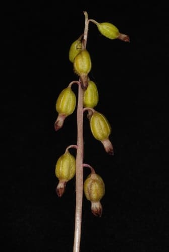 Autumn Coralroot