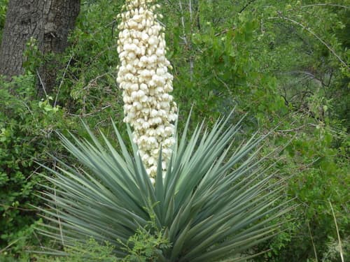 Mountain Yucca